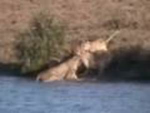 Combat, Buffle lion crocodille, une video de Eagle1 buffle, lion, crocodile, combat, safari