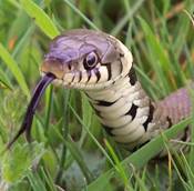 Description: http://www.surrey-arg.org.uk/SARG/08000-TheAnimals/SpeciesPages/Grass_Snake/Grass_Snake_Tongue.jpg