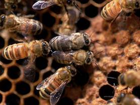 Description: Photo: Honeybees making honey