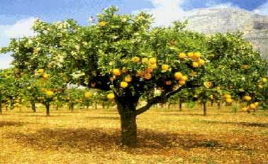 Description: http://www.tree-pictures.com/orange-tree.jpg